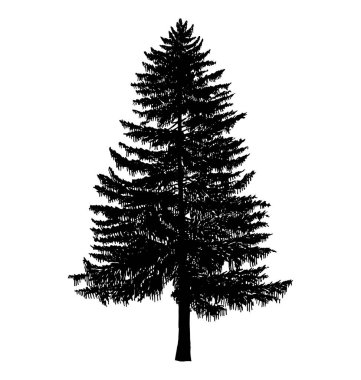 Ayrıntılı çam ağacı silueti