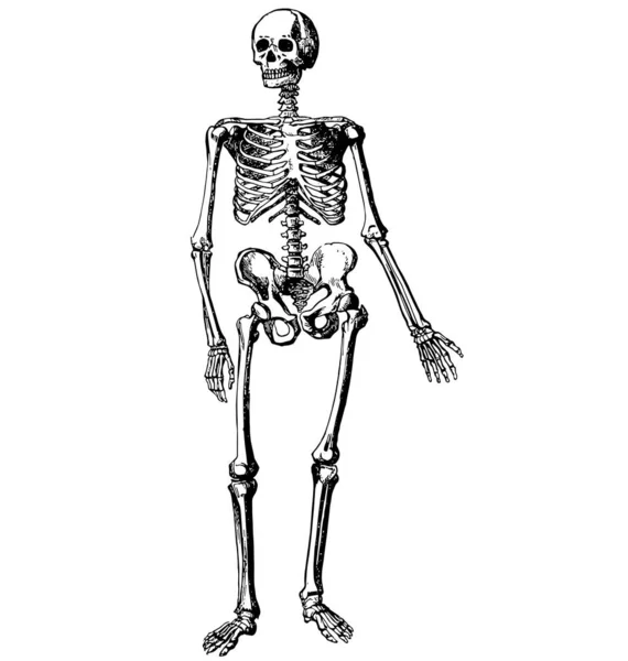 Vintage Humana Esqueleto Gravura —  Vetores de Stock