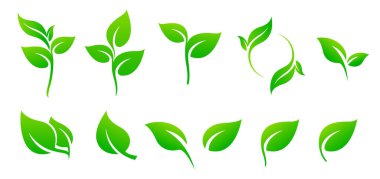 Yeşillik yeşil yaprak ve fidan seti