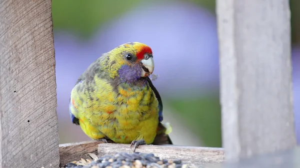Gros Plan Une Rosella Verte Mangeant Une Mangeoire Oiseaux Dans — Photo