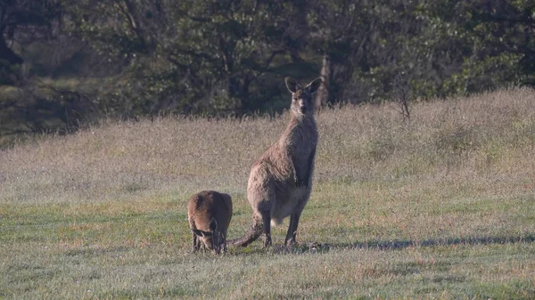 stock image an eastern grey kangaroo mum and joey eating grass at kosciuszko national park in nsw, australia