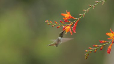 Kosta Rika 'nın bulut ormanındaki bir bahçede turuncu bir timsah çiçeğiyle beslenen dişi bir volkan kuşu.
