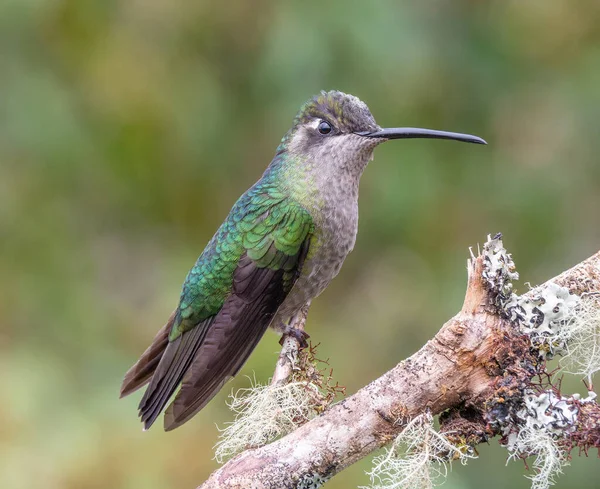 Samica Talamanca Koliber Siedząca Gałęzi Ogrodzie Costa Rica — Zdjęcie stockowe