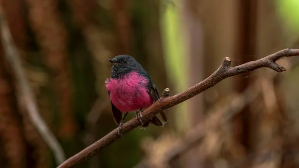 澳大利亚塔斯马尼亚的国家公园里 一只雄性粉红知更鸟栖息在一根棍子上 — 图库照片