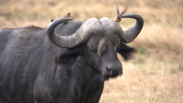 Búfalo Africano Tenta Sacudir Oxpeckers Sua Cabeça Reserva Nacional Masai — Vídeo de Stock