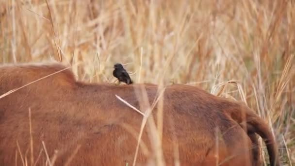 Uccello Drongo Nero Atterra Sul Dorso Bisonte Indiano Alla Riserva — Video Stock