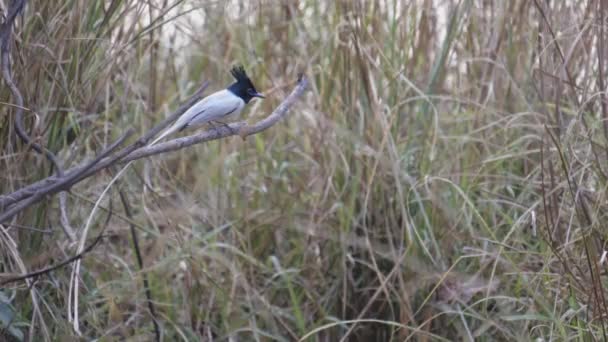 인도의 극락조 딱새가 호랑이 구역에 나뭇가지에 60P — 비디오