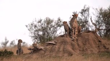 Üç yavrusu olan bir çita anne Kenya 'daki Masai Mara Milli Bankası' nda bir termit tepesinde oturuyor.