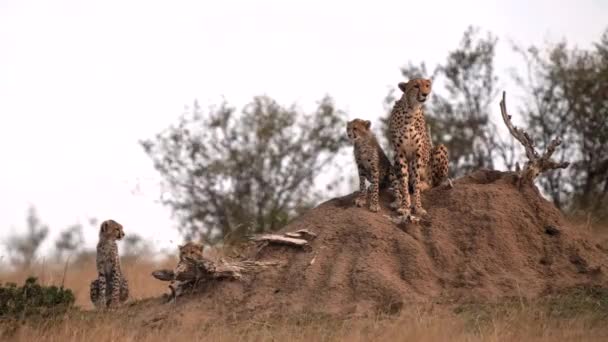 Egy Gepárd Anya Három Kölyökkel Egy Termeszdombon Masai Mara Nemzeti — Stock videók