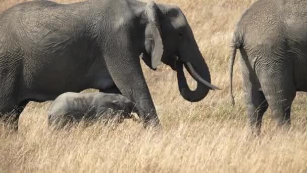 Cielę Słonia Umieszcza Tułów Nodze Mamusi Rezerwacie Narodowym Masai Mara — Wideo stockowe