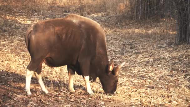 Bisonte Indio Pastando Enfrenta Derecha Reserva Tigre Tadoba Andhari India — Vídeos de Stock