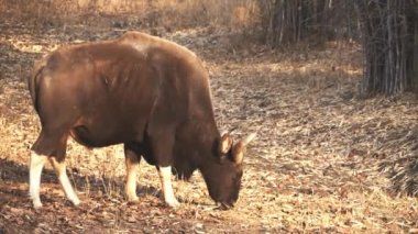 Bir otlayan Hint bizonu Hindistan 'daki Tadoba ve Kaplan Koruma Alanında sağa bakar.