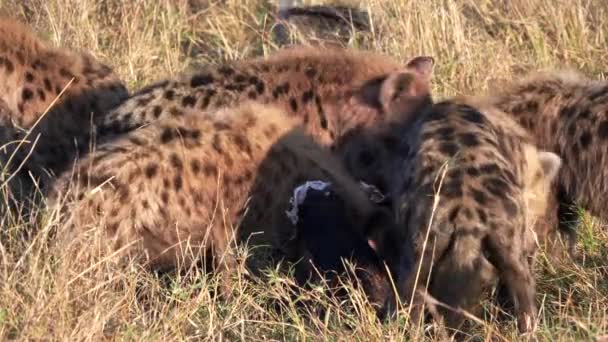 Vista Cerca Paquete Hiena Alimentándose Reserva Nacional Masai Mara Kenya — Vídeo de stock