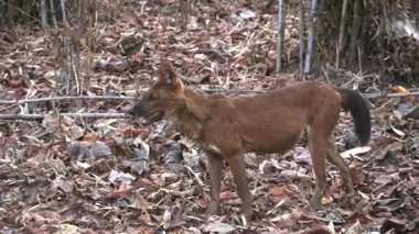 Asyalı vahşi köpek olarak da bilinen bir erkek dhole Hindistan 'daki Tadoba ve Hari kaplan rezervlerine bakıyor.
