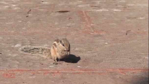 180P Slow Motion Clip Indian Palm Squirrel Feeding Red Fort — Stock Video