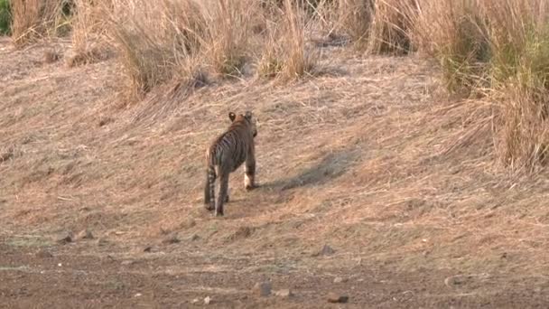 Tiger Cub Walks Away Forest Tadoba Andhari Tiger Reserve India — Stock Video
