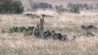 Bir çita anne ve bir grup yavrusu Kenya, Afrika 'daki Masai Mara Ulusal Bankası' na bakıyorlar.