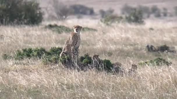 Gepard Mor Med Trio Ungar Ser Runt Masai Mara Nationella — Stockvideo