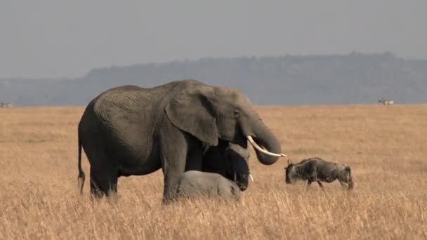 Kenya Daki Masai Mara Ulusal Rezervi Nde Bir Fil Ineği — Stok video