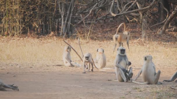 180P Slow Motion Clip Gray Langur Monkey Pulling Tail Companion — Stock Video