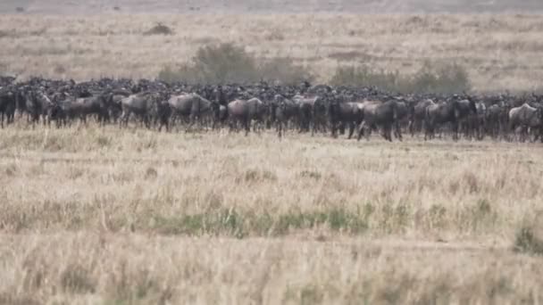Hjord Gnuer Som Står Och Väntar Att Korsa Floden Mara — Stockvideo