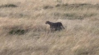 Genç bir çita Kenya, Afrika 'daki Masai Mara Ulusal Bankası' nda koşmaya başladı.