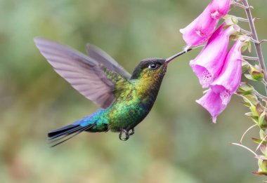 a side shot of a fiery-throated hummingbird feeding on a foxglove flower at a garden in the cloudforest of costa rica clipart