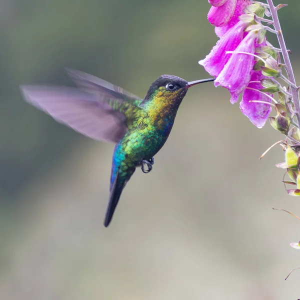 Bliskie Ujęcie Ognistego Kolibra Karmiącego Się Kwiatem Lisicy Ogrodzie Zachmurzonym — Zdjęcie stockowe