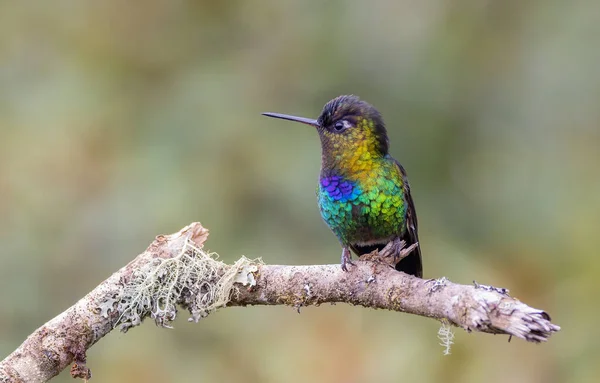 Strzał Ognistego Kolibra Skierowanego Lewo Grzędzie Ogrodzie Chmurowym Lesie Costa — Zdjęcie stockowe