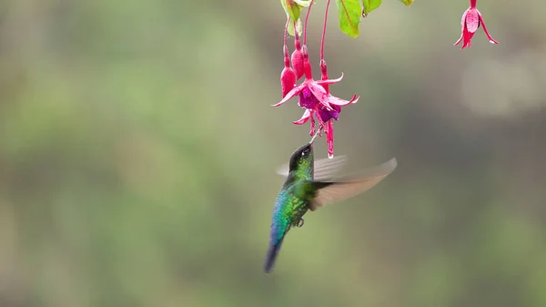 Ognista Gardłowa Kolibra Żywiąca Się Różowym Kwiatem Fuksji Ogrodzie Costa — Zdjęcie stockowe
