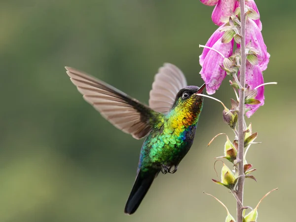 Przedni Strzał Ognistego Kolibra Karmiącego Się Kwiatem Lisicy Ogrodzie Chmurowym — Zdjęcie stockowe