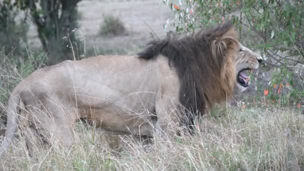 Κοντινή Πλαϊνή Άποψη Ενός Σαλιαρισμένου Αρσενικού Λιονταριού Στο Εθνικό Απόθεμα — Αρχείο Βίντεο