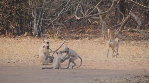 Clip Câmera Lenta 180P Macacos Langur Cinza Lutando Reserva Tigre — Vídeo de Stock