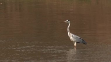 Hindistan 'da Tadoba ve Kaplan Koruma Alanındaki bir su birikintisinde gri bir balıkçıl duruyor.