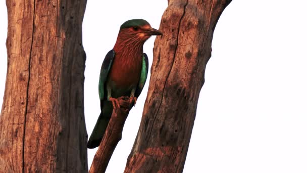 Ein Sonnenuntergang Eines Indischen Rollvogels Der Einem Baum Tadoba Andhari — Stockvideo