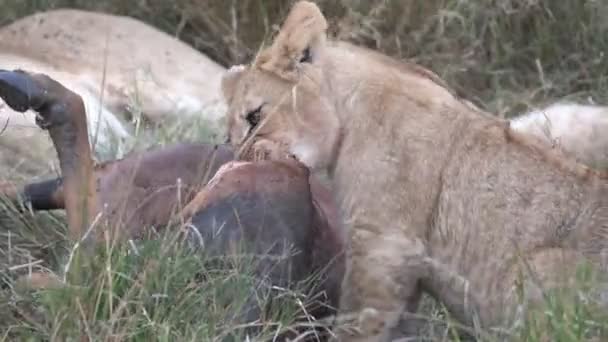 Close Filhote Leão Alimentando Uma Carcaça Topi Masai Mara Reserva — Vídeo de Stock