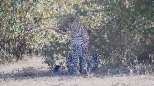 Eine Leopardin Sitzt Schatten Und Schaut Sich Masai Mara Nationalreservat — Stockvideo