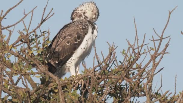 アフリカのケニアにあるマサイ マラ国立保護区の木にワシが羽を広げます — ストック動画