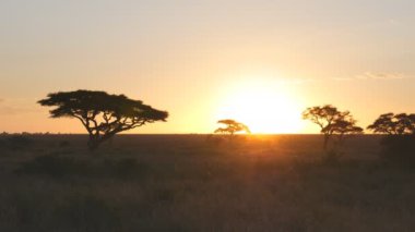 Gün batımında, Tanzanya 'daki Serengeti Ulusal Parkı' ndaki bir akasya ağacına yakınlaş.