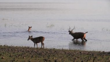 Tadoba Gölü 'nde yürüyen üç sambar geyiği ve Hindistan' daki Tadoba ve Hari kaplanı rezervi.