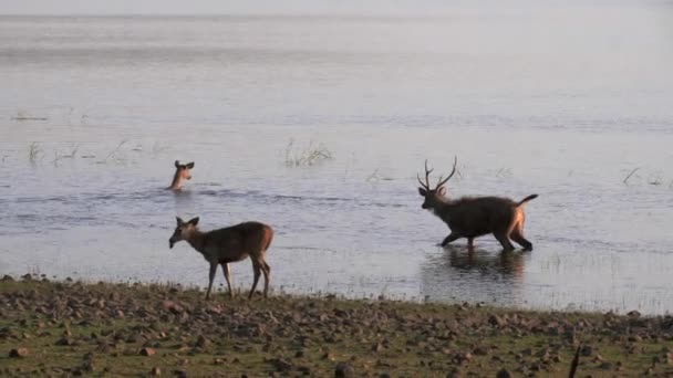 Tiga Rusa Sambar Mengarungi Danau Tadoba Cagar Harimau Tadoba Andhari — Stok Video