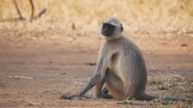 Hindistan 'daki Tadoba ahdhari kaplan rezervindeki kameraya bakan gri langur maymunun yavaş çekim klibi.