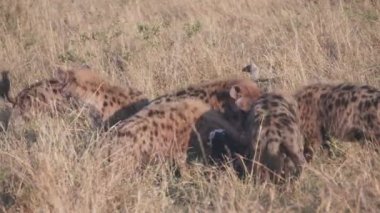 Kenya, Afrika 'daki Masai Mara Ulusal Rezervi' nde beslenen bir sırtlan sürüsüne yakın çekim. 4K 60p.