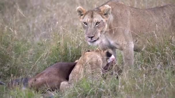 Uma Leoa Que Alimenta Lambe Lábios Reserva Nacional Masai Mara — Vídeo de Stock