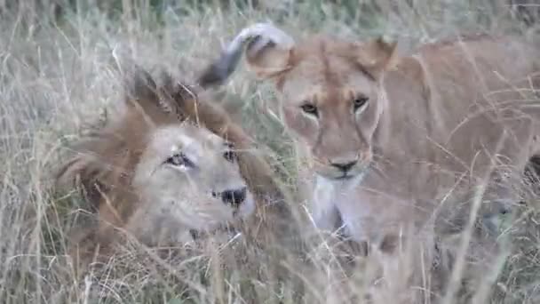 Ένα Αρσενικό Λιοντάρι Βρυχάται Ένα Θηλυκό Λιοντάρι Στο Εθνικό Απόθεμα — Αρχείο Βίντεο