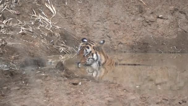 Ein Männlicher Tiger Kühlt Sich Wasserloch Des Tadoba Andhari Tiger — Stockvideo