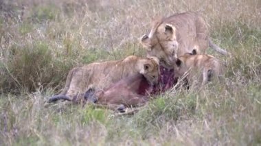 Bir dişi aslan ve iki genç yavru, Kenya, Afrika 'da Masai Mara' da bulunan ölü bir topi antilopla beslenir.