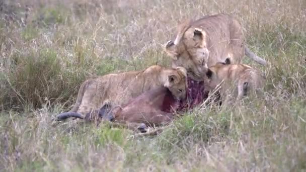 Lioness Two Young Cubs Feed Dead Topi Antelope Masai Mara — Stock Video