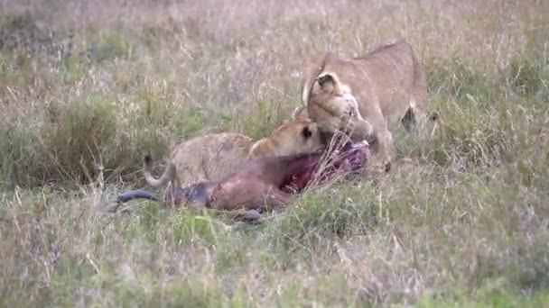Singa Betina Berhenti Makan Dan Melihat Sekeliling Masai Mara Cadangan — Stok Video