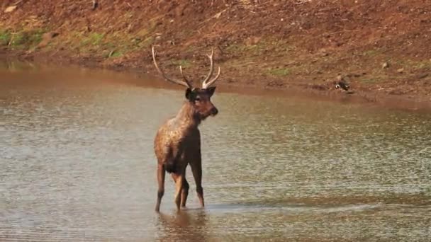 Veado Sambar Buraco Água Enfrenta Câmera Reserva Tigre Tadoba Andhari — Vídeo de Stock